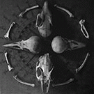 Vostok : Diversis - Vostok - Phaleg - Denizens